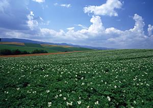 静岡市に根ざした地域密着の家族葬・一般葬を提供する富士葬祭 唐瀬の全容と特徴